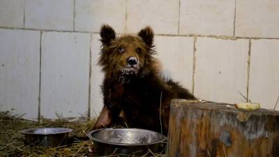 «Самое страшное уже позади»: в Челябинской области спасли от гибели медвежонка