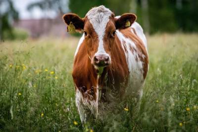 Карантин по лейкозу коров установили в пяти населённых пунктах Притамбовья