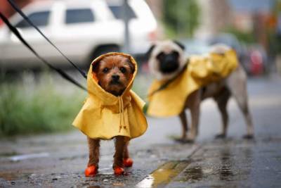 Об опасности прогулок под дождем для некоторых пород собак предупредил кинолог