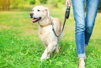 Власти регионов обяжут установить правила выгула собак