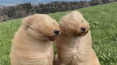 Сильный ветер превратил собак из милашек в нечто странное (Видео)