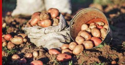 Подготовка почвы осенью: 5 лучших сидератов для хорошего урожая картофеля