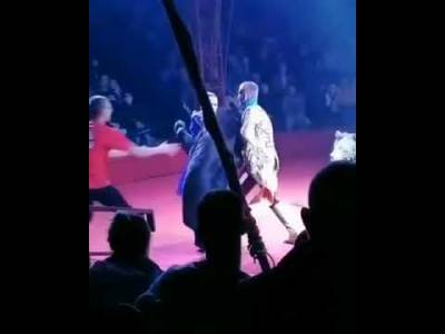 Видео: в орловском цирке медведь напал на беременную дрессировщицу