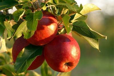 Жители Новгорода посадили три яблони на Ильиной