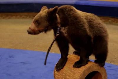 Дрессировщица Денисенко назвала возможную причину агрессии медведя в цирке Орла