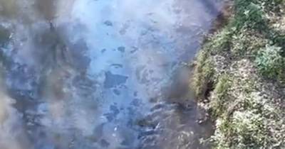 Россияне пожаловались на разлитый в реке Сетунь бензин