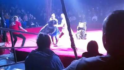 Медведь напал на женщину в орловском цирке (видео)
