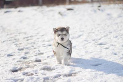 Как правильно гулять с щенком зимой?