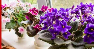 Самые красивые фиалки: популярные сорта комнатного цветка