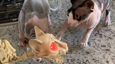 Что ты такое? Забавная реакция кошек на игрушечный скелет кота повеселила юзеров сети (Видео)