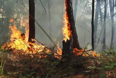17 владимирских домов сгорело из-за пала сухостоя