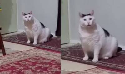 Толстый и настойчивый: как австралийский кот Бендер стал звездой TikTok и героем мемов