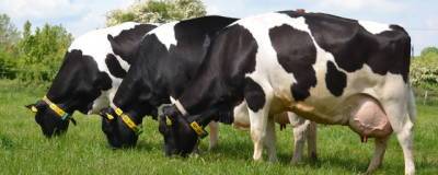 В Приморье до конца 2021 года завезут из Европы более одной тысячи коров
