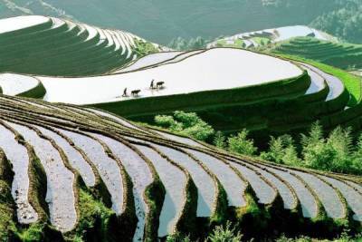Новый мировой рекорд по урожайности риса зафиксирован в Китае