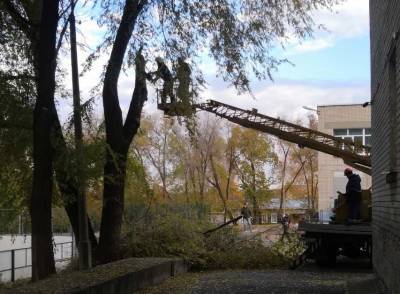 167 опасных деревьев спилили за неделю в Ульяновске