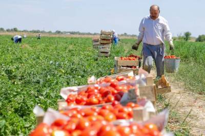 Искусство быть успешным. Узбекистан планирует стать заметным игроком на китайском рынке сельхозпродукции