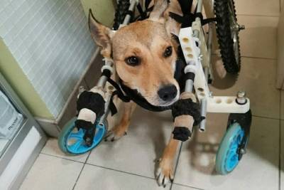 Рязанцев просят помочь оплатить передержку собакам-инвалидам