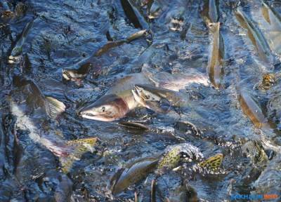 Миллиарды за допуск к работе готовы заплатить сахалинские рыбаки, но государство против