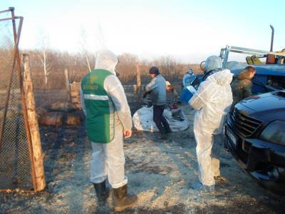 В Челябинской области уничтожили 180 животных из очагов африканской чумы свиней