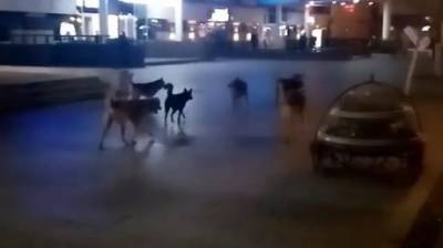 Прогуливавшаяся по ул. Московской стая собак напугала пензенцев