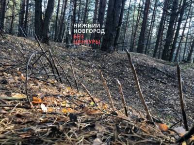 Ловушку с кольями обнаружили в лесу в Нижегородской области