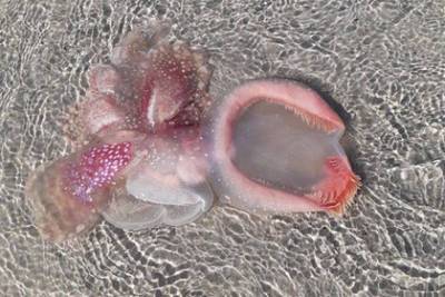 Найденное на берегу загадочное розоватое существо вызвало оживленные дебаты