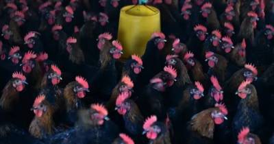 Фабрики по производству вирусов: как птицеводство может "подарить" миру новую пандемию