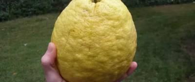 Хмельничанин выращивает лимоны размером почти с дыню