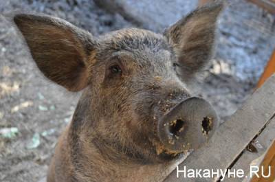В Челябинской области из очагов африканской чумы свиней изъяли 180 животных