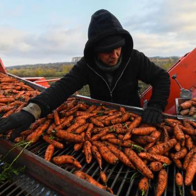 Морковные реки: Александр Дрозденко показал процесс сбора урожая в Ленобласти
