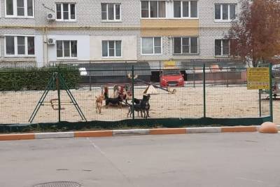 В Рязани бездомные собаки заняли детскую площадку на улице Вишневой