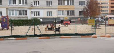 В Рязани на огороженной детской площадке гуляет стая бездомных собак