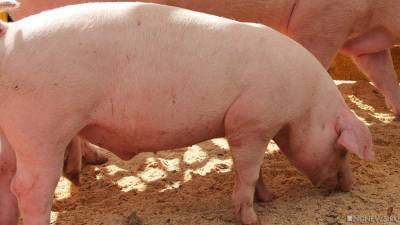На Южном Урале из-за АЧС уничтожили почти две сотни свиней