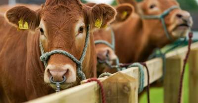 В Украине хотят отменить пошлины на ввоз крупного и мелкого рогатого скота