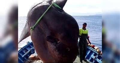 Біля берегів Африки спіймали рибу вагою у дві тонни — відео