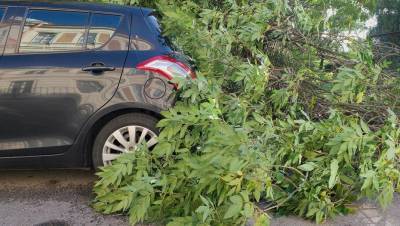 Два человека погибли в аварии с деревом под Петербургом