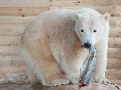 В финском зоопарке усыпили белого медведя-москвича