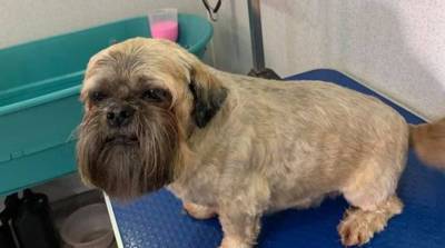 Собака давно не заходила к парикмахеру и превратилась в сэнсэя (Фото)