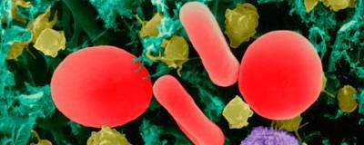 NAR: бактерии способны развивать сильный иммунитет для защиты от вирусов