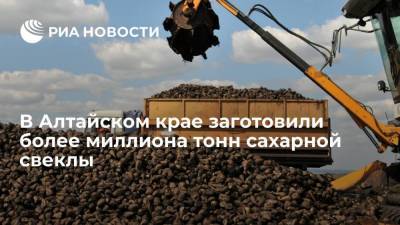 В Алтайском крае заготовили порядка 1,1 миллиона тонн сахарной свеклы