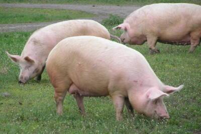 Карантин на Ставрополье: в край попало зараженное чумой свиней мясо