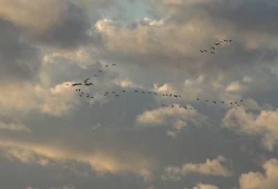 В Ленобласти наблюдается массовый пролет гусей