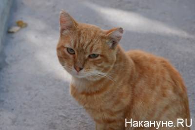 На Среднем Урале водитель устроил ДТП из-за прыгнувшей на него кошки