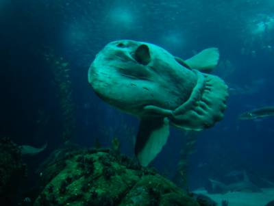 В Средиземном море выловлена гигантская луна-рыба