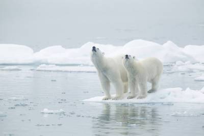 Необратимые изменения: в самом старом льде Арктики образовалась гигантская полынья
