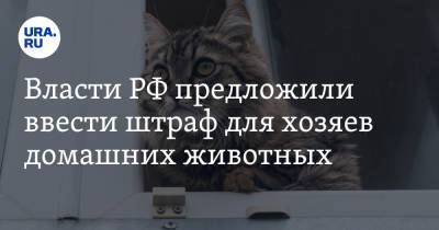 Власти РФ предложили ввести штраф для хозяев домашних животных
