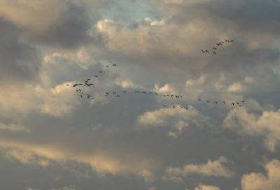 В Ленобласти проходит массовый пролет гусей – фото