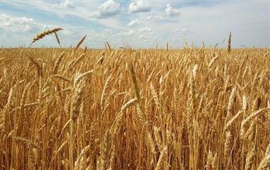 "Совэкон" считает, что в России в 2022 году соберут 80,7 млн тонн пшеницы