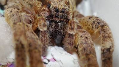 Ядовитые пауки распространяется по всей Германии