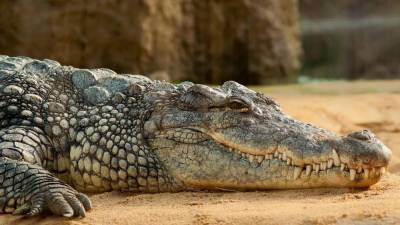 Крокодил растерзал восьмилетнюю девочку на глазах у друзей в Индонезии